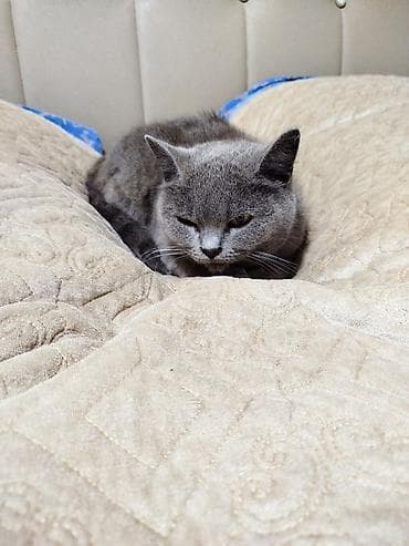 pisiyler: Britan — 3