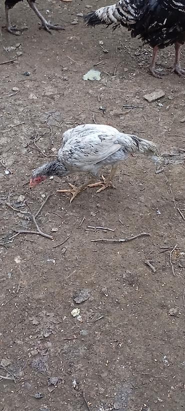 Inəklər, öküzlər: Heyrati kül fərə satilir.5 ayliqdi.türk cinsi — 3