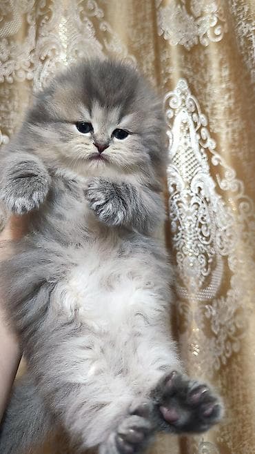 meyn kun pişiyi: Şotland uzun tüklü — 8