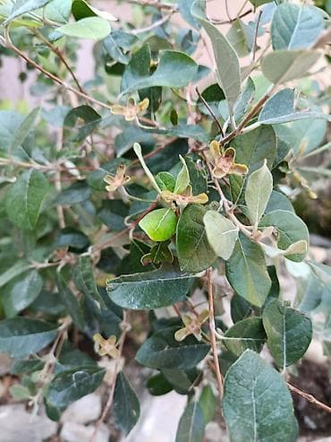 liliya gülü: Feijoa (Acca sellowiana) kol bitkisi – ətirli, həmişəyaşıl meyvə kolu — 5
