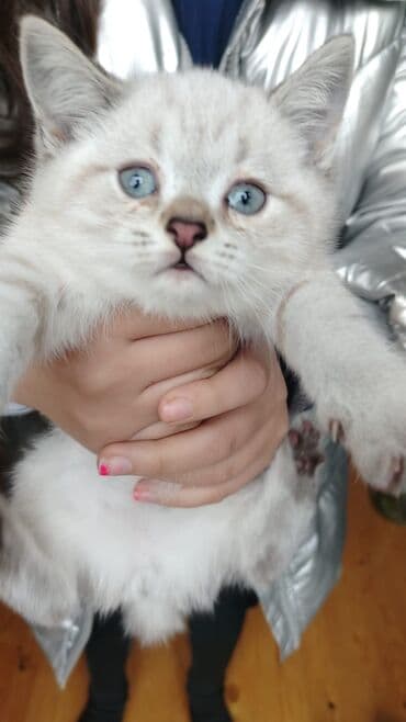 шотландская серебристая шиншилла купить: Şotland yastı qulaq — 6