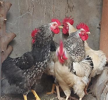 cuce yemi: Cins xoruzlar – təsərrüfat üçün məhsuldar və aktiv quşlar - Növ: iri — 1