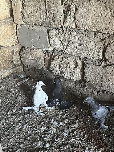 papuqay type 1: Salam 3ü 35m drkarativdilər kəkilli lələkli
kəvən balalardı — 3
