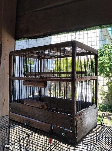 tap az pitbull: Taxta demir qefes kime hansi lazimdi yigsin qiymetleri max 10-70 Azn — 5
