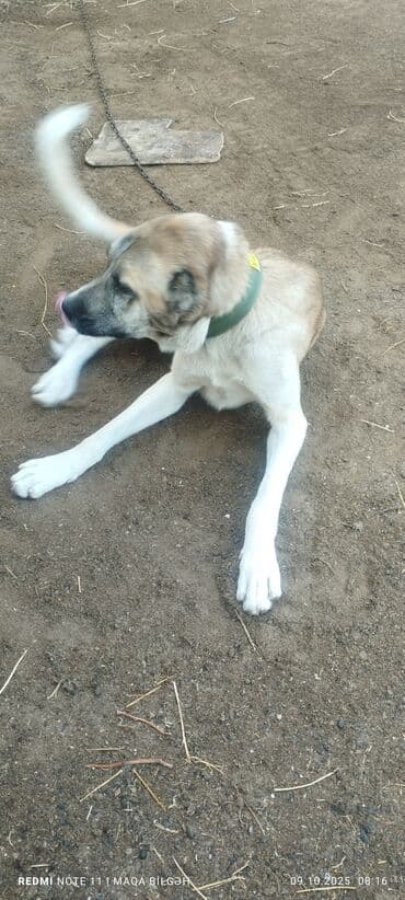 çoban iti adları: Kangal tipli böyük cins it - Cins: Kangal/Anadolu çoban iti tipli - — 1