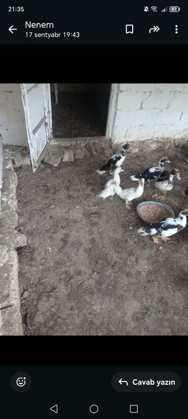 Lal ördək balaları 4aylıq hamsını alana 11manatdan lalafo.az -da Lal ördək balaları 4aylıq hamsını alana 11manatdan