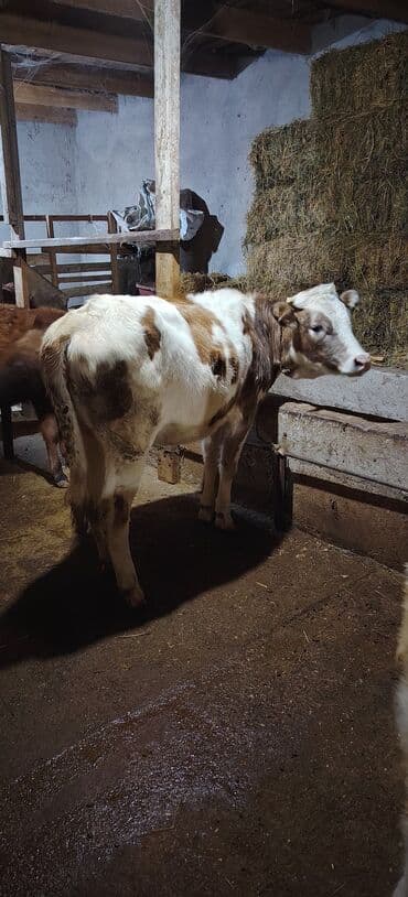 bmw 3 серия 320d at: Satılır dişi düyə ünvan Novxani — 2