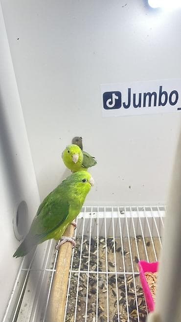 Pişiklər: Jumbo ölçülü papuqaycıq (parrotlet) cütlüyü - Nadir “Jumbo” ölçü — 1