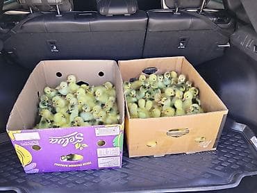 Qaz balaları Linda quban sortu 1 günlük satılır