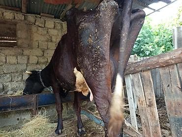 pişik şəkili: Südlük inək gùne.12_13litir balasizdi arıq olmaqina baxmayın cinsi — 3