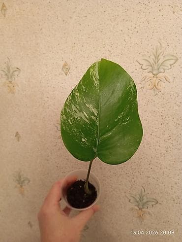 Monstera Albo (variegatlı) Bitki: Monstera deliciosa ‘Albo’ variegatlı