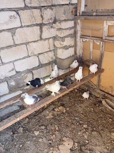 Heyvanlar üçün mallar: Razlawma yoluna tutlmad hamsi Təsvir: - Şəkillərdə gördüyünüz kimi — 2