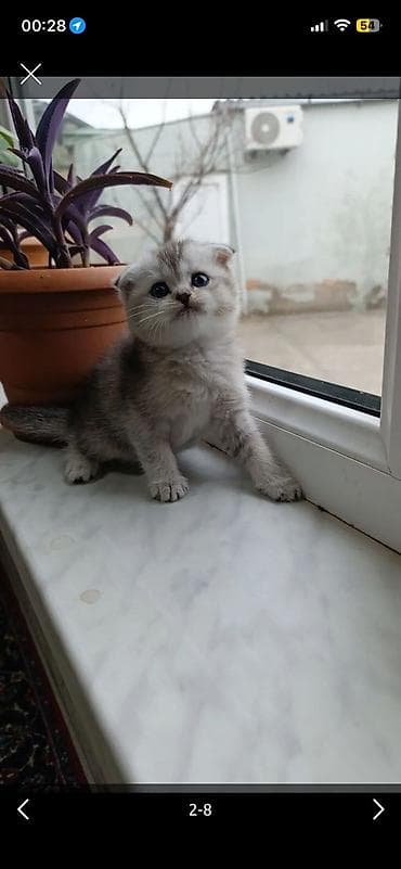 pişik balası satılır: Şinşilla — 4