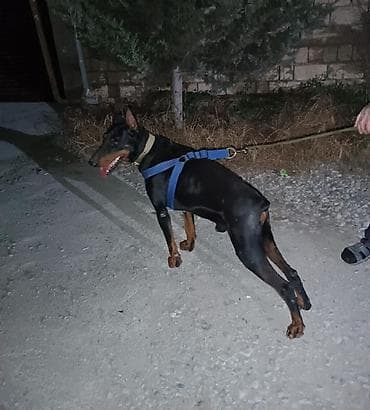 it: Doberman, 1 il, Erkek, Peyvəndli, Ünvandan götürmə — 5