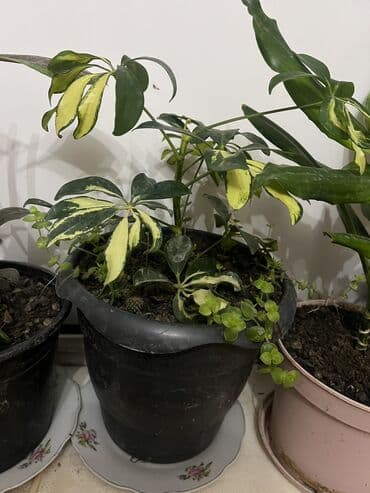 muellimler gunune aid sekiller: Her nov guler var endirimnen verecem Gencedi istiyen yazsin satiş — 43