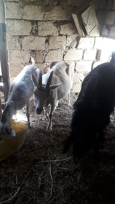 Balıqlar: Fermada yetişdirilən keçi, sağlam və yaxşı qidalanmışdır. Bu keçi süd — 1
