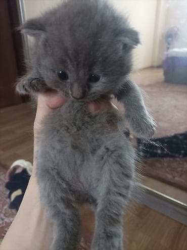 şotlan: Şotland — 3