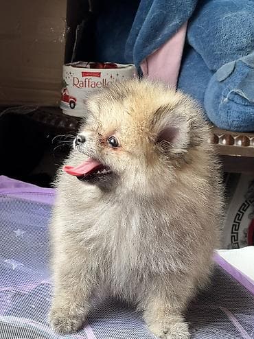 mini spic: Şpitz, 2 ay, Erkek, Peyvəndli, Ödənişli çatdırılma — 1