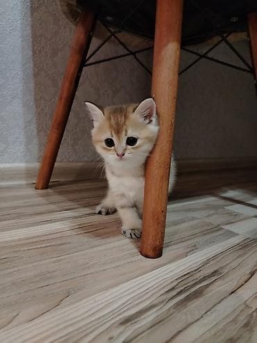 erkek pisik: Qızıl şinşilla, Erkək, Yaxşı əllərə, Ünvandan götürmə — 2