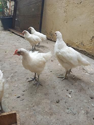 Xoruz, il: 3, Ünvandan götürmə — 1