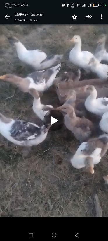 çin bildirçini: 2 ayliq yerli qaz balalari satilir və ya yumurtaya toyuqlar barter — 2