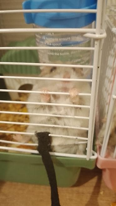 Зоотовары: Cücə xırda gəmirici üçün qəfəs dəsti - Kiçik ev heyvanları (xüsusilə — 1