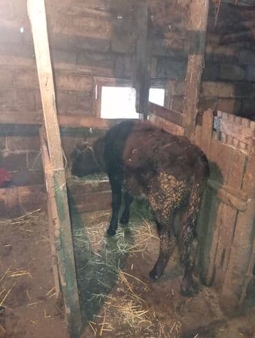 İtlər: Dişi danadi yemdə olan heyvandi bağlı şəraitdə olur — 2