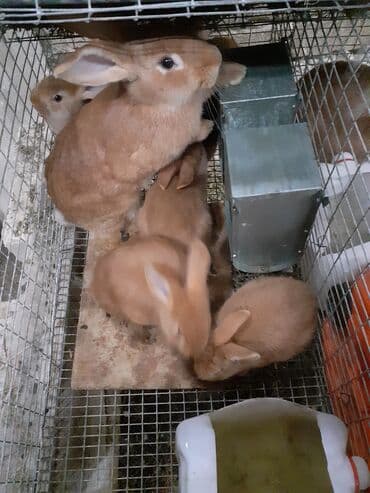 Gəmiricilər: Salam təmiz qan sağlam danazlıq 2 aylıq Kalfornya və Burqun dovşan — 3