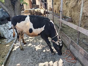 pomeranian dişi: Damazliq saxlama üçün əlverişli, Et cekileri 120+150 kq Təsərrüfat — 3