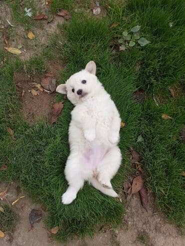 i̇tlər afcarka: 2 ay, Peyvəndli — 1