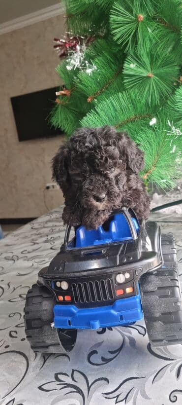 Птицы: Pudel balalar saglamdılar — 2