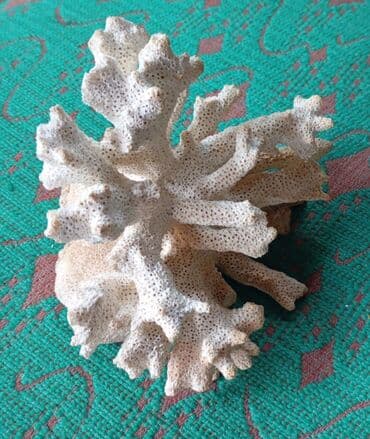силиконовые формы: 📢 Объявление: 🌊 Натуральный морской коралл – для интерьера или — 3