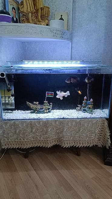 akvarium satilir: Böyük ölçülü şüşə akvarium komplekti.En 1 metr uzun 50.dərin 40. - — 2
