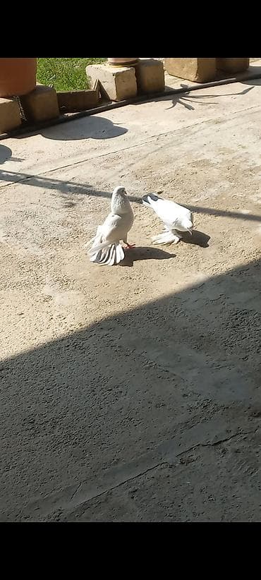 lal ordek balası: Salam 2 eded erkek göyerçin satılır seliqeli heyvanlardı — 3