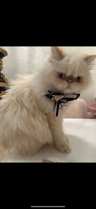 sinsilla: Fars, Erkək, Cütləşmə üçün — 3