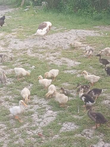 ev itləri ucuz: Qaz balaları 2ayliq ördək balaları 2ayliq.Səkildə gördükləriniz — 8
