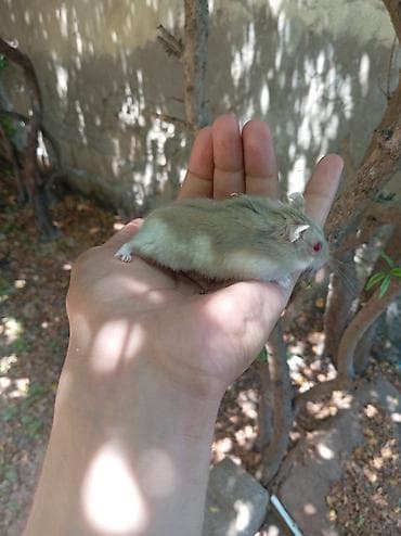 Qəfəslər: Nadir tapılan qırmızı göz qəhvəyi erkək mini cunqarik xamyak, əl — 4
