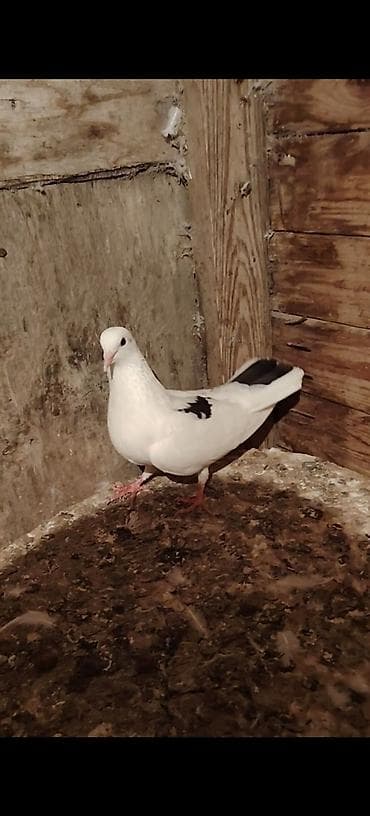 göyercin yuvası: 16 Tuk cilpaq ayaq maya tutuldu Duwen kimi yumurta qoydu Ana quwdu — 1