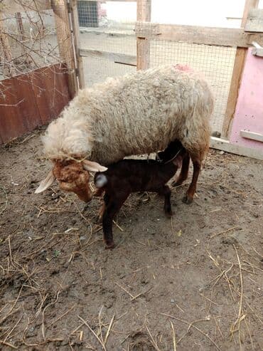 pitbul satilir: Ana bala qoyun satılır.Bala 10 günlük ərkəkdir.Ünvan Maştağa.Real — 3