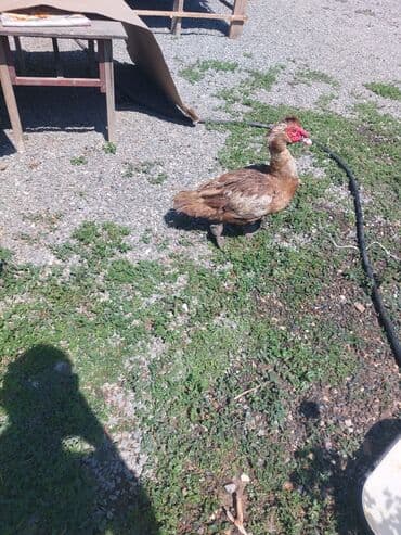 çöl ördeyi: Erkək, | Lal ördək, Damazlıq — 1