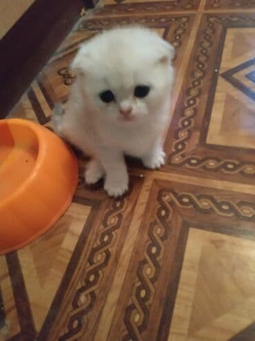 Quşlar: Şinşilla, Dişi — 5