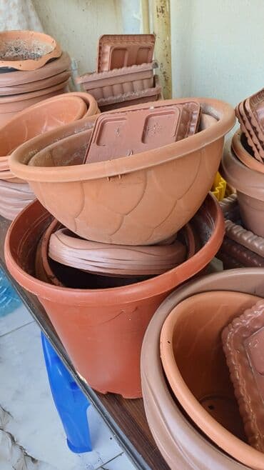 Digər bitkilər: 50eded.hamsi 20 azn — 3