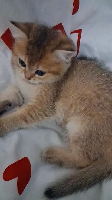 Gəmiricilər: Britan, Erkək, Dişi, Yaxşı əllərə, Ünvandan götürmə, Pulsuz çatdırılma, Ödənişli çatdırılma — 10