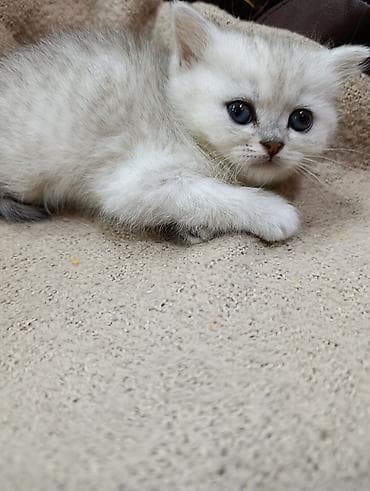 cuce satilir: Британская — 1