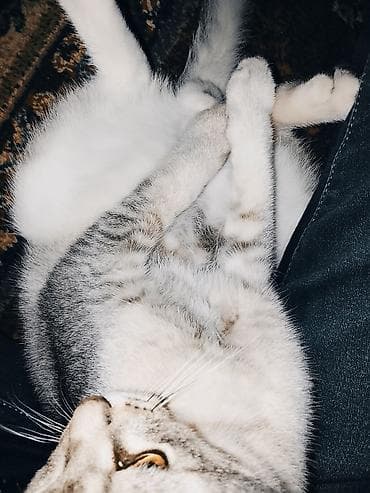 azərbaycanca pişik adları: Erkək — 7