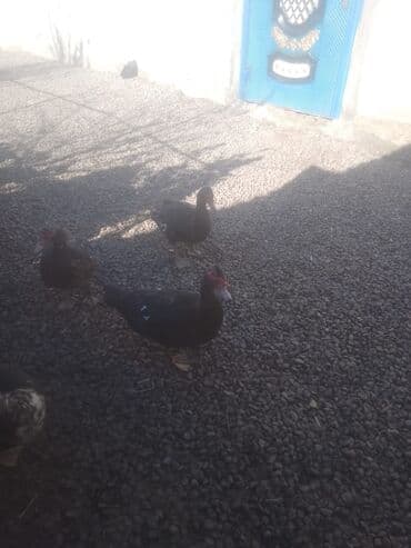 kənd colpası satışı: Digər quşlar — 3