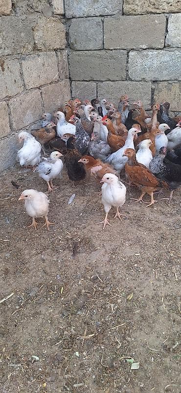 kənd cuceleri: Toyuq cücələri, Damazlıq — 1