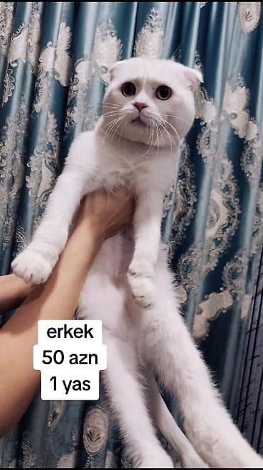 pişik cantası: Şotland, Erkək, Yaxşı əllərə, Ödənişli çatdırılma — 1