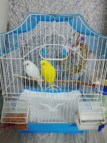 купить кошку в баку: Salam 2 Dişi qəfəsdə bir yerdə verilir son qiymət 30m — 1