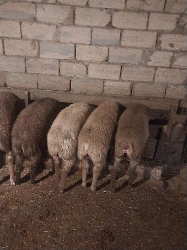 mal yatagi: Qoyun sürüsü satılır – ət və damazlıq üçün əlverişli - Növ: yerli — 7
